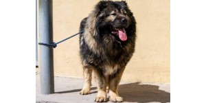 Feeding options for Caucasian Shepherds