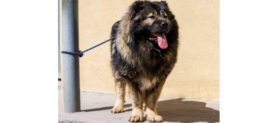 Feeding options for Caucasian Shepherds