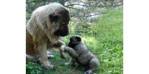 Various ways of training Caucasian Shepherds