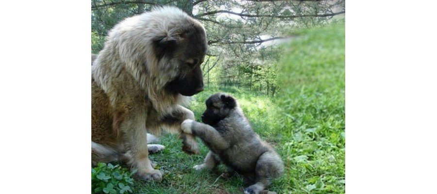 Various ways of training Caucasian Shepherds