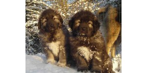 Dog crates for Caucasian Shepherd puppies