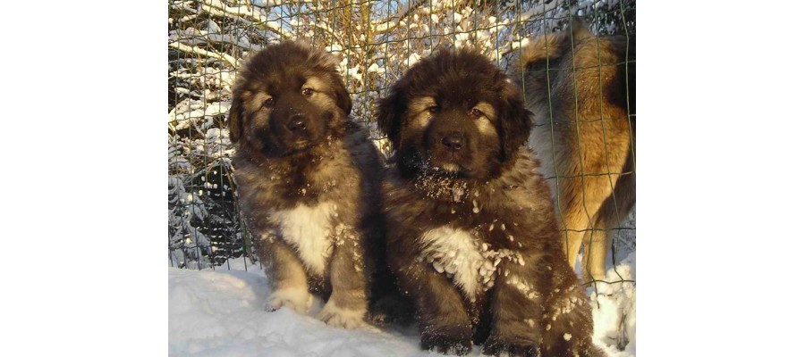 Dog crates for Caucasian Shepherd puppies