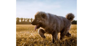 Top activities for Caucasian Shepherds