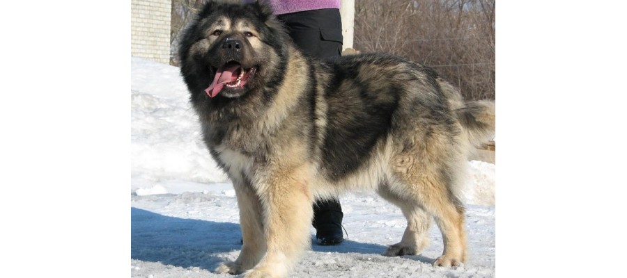 Pet cleaning products for Caucasian Shepherds