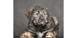 Best dog wipes for Caucasian Shepherds