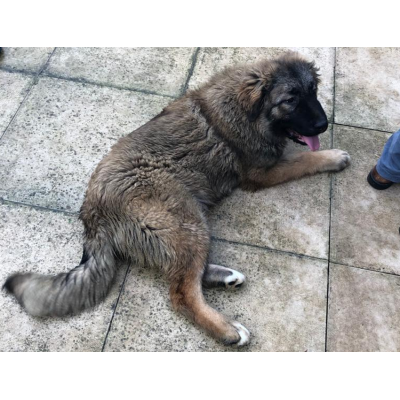 Caucasian Shepherd