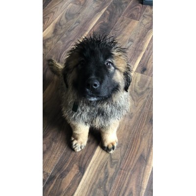 Caucasian Shepherd - Male