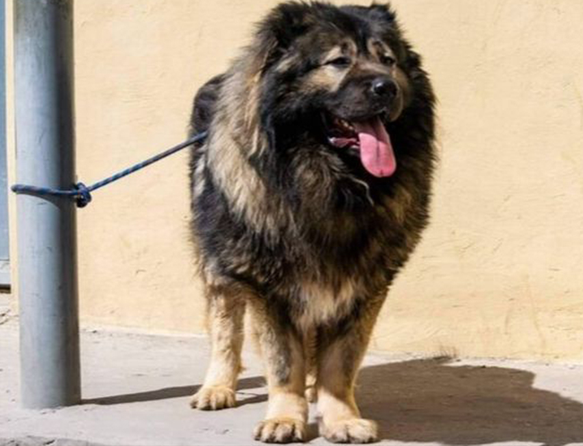 Feeding options for Caucasian Shepherds