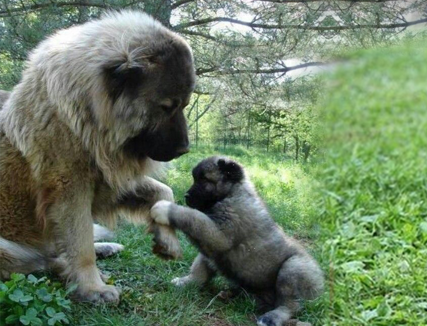 Various ways of training Caucasian Shepherds