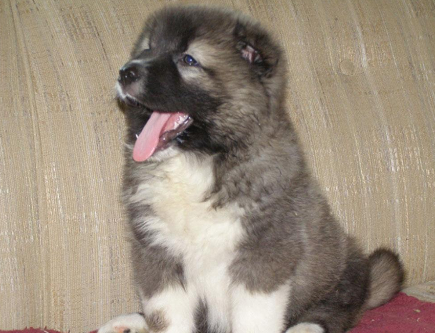 Caucasian Shepherd Puppy Caucasian Shepherd For Sale UK