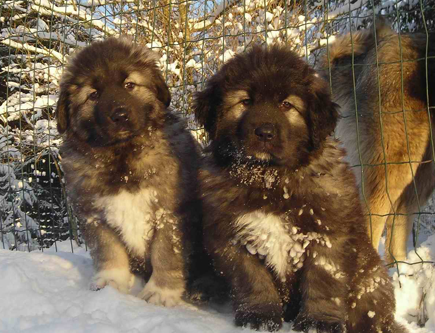 Dog crates for Caucasian Shepherd puppies