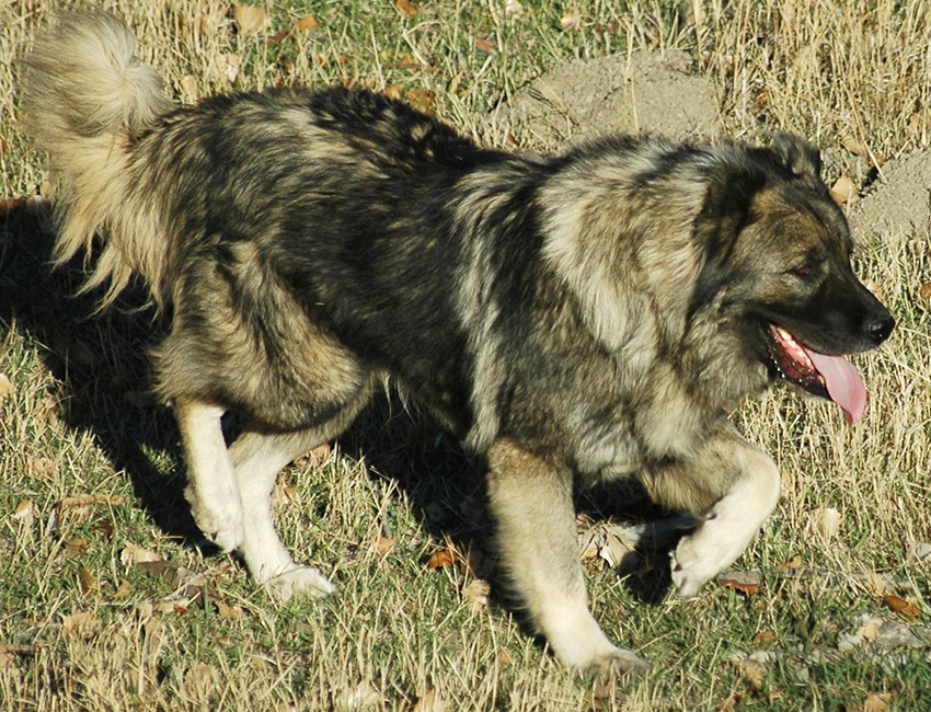 Caucasian Shepherd Puppy | Caucasian Shepherd For Sale UK